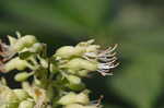 Ohio buckeye